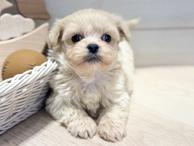 群馬県のペキプー(ペキニーズ×プードル) (ペッツファースト高崎店/2025年12月21日生まれ/男の子/クリーム)の子犬の1枚目の画像