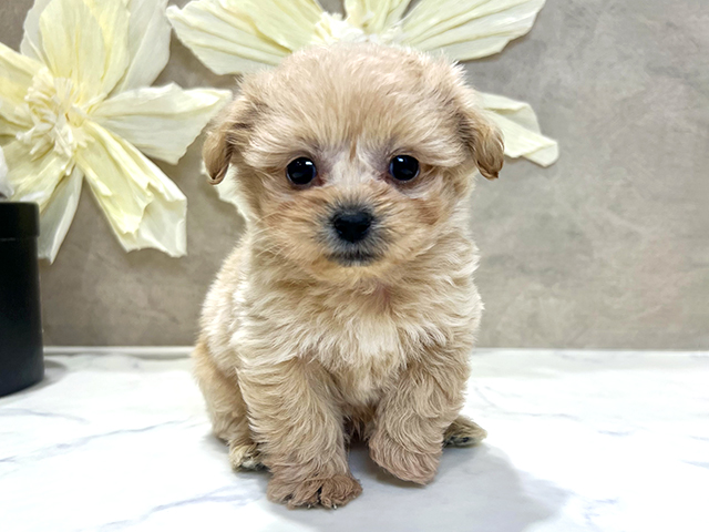 ペキプー, 性別 男の子, 誕生日 2025/12/22, 毛色 アプリコット, 出身 沖縄県, 店舗 神戸三宮センター街店(兵庫県), お問い合わせ番号 2581020