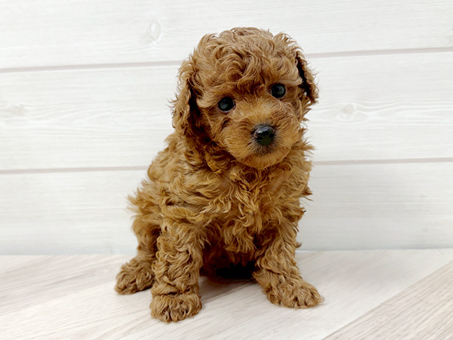 千葉県のトイプードル(トイ) (ペッツファースト市川コルトンプラザ店/2025年12月22日生まれ/女の子/レッド)の子犬の1枚目の画像