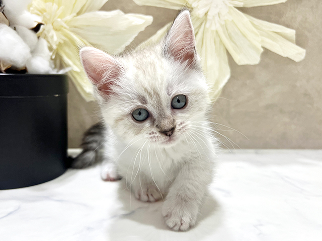 兵庫県のマンチカン (ペッツファースト神戸三宮センター街店/2025年12月22日生まれ/女の子/シールポイント)の子猫の1枚目の画像