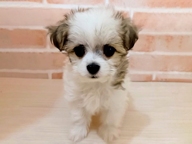 埼玉県のチワマル/マルチワ(チワワ×マルチーズ) (ペッツファースト春日部店/2025年12月18日生まれ/男の子/ホワイトブラウン)の子犬の1枚目の画像