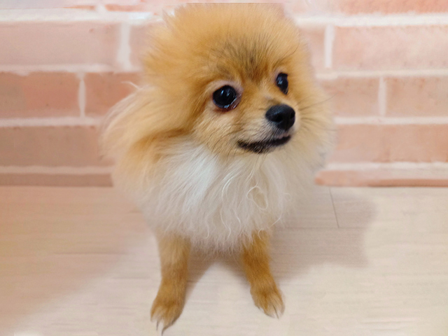 埼玉県のポメラニアン (ペッツファースト春日部店/2025年8月13日生まれ/男の子/オレンジセーブル)の子犬の1枚目の画像