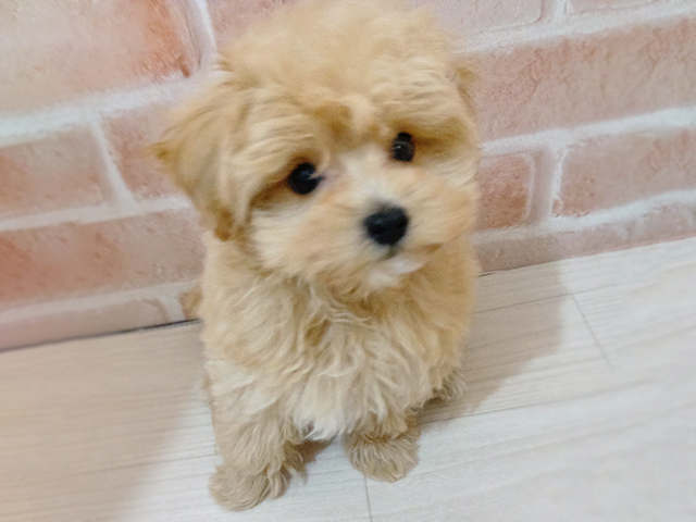 埼玉県のマルプー(マルチーズ×プードル) (ペッツファースト春日部店/2025年12月13日生まれ/女の子/クリーム)の子犬