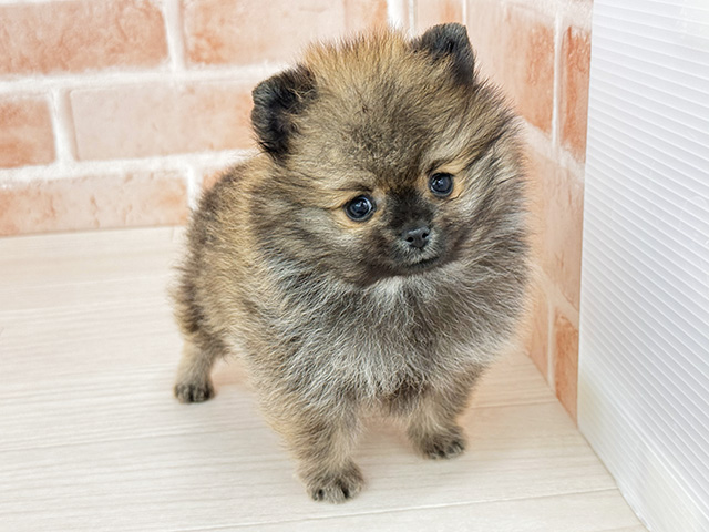 東京都のポメラニアン (ペッツファースト八王子多摩美大前店/2025年12月25日生まれ/男の子/オレンジセーブル)の子犬の1枚目の画像