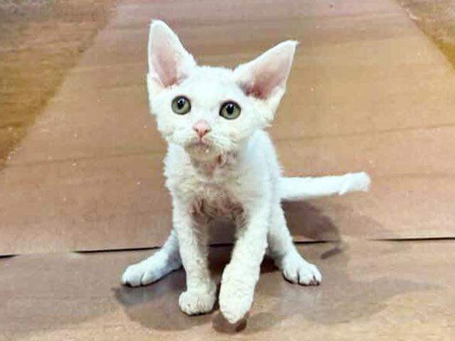 デボンレックス, 性別 女の子, 誕生日 2025/12/25, 毛色 ホワイト, 出身 大阪府, 店舗 与野店(埼玉県), お問い合わせ番号 100860173