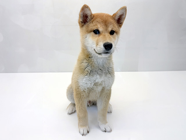 柴犬, 性別 男の子, 誕生日 2025/12/22, 毛色 赤, 出身 大分県, 店舗 美原南インター店(大阪府), お問い合わせ番号 200220076