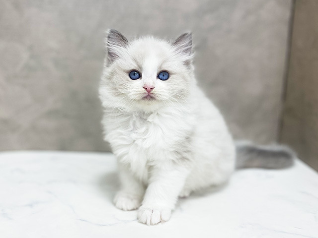 東京都のラグドール (ペッツファースト池袋店/2025年12月23日生まれ/女の子/ブルーポイントバイカラー)の子猫の1枚目の画像
