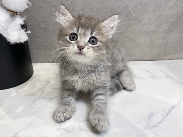 愛知県のサイベリアン (ペッツファースト名古屋栄店/2025年12月23日生まれ/男の子/ブルータビー)の子猫