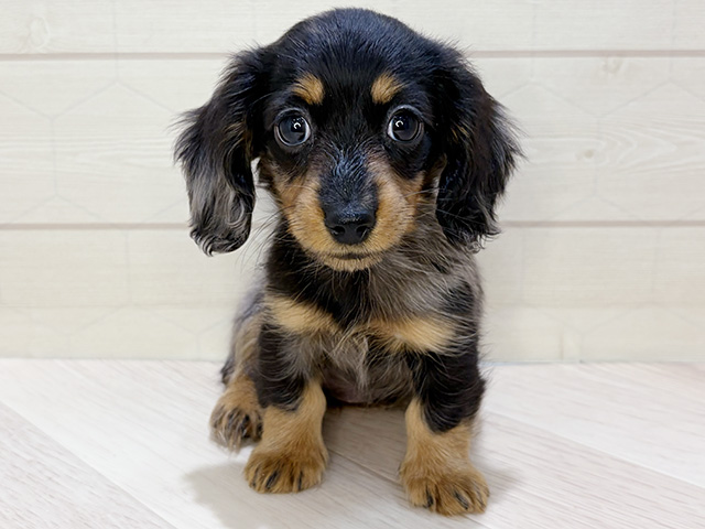 埼玉県のカニンヘンダックスフンド(ロング) (ペッツファーストレイクタウン店/2025年12月23日生まれ/女の子/シルバーダップル)の子犬の1枚目の画像