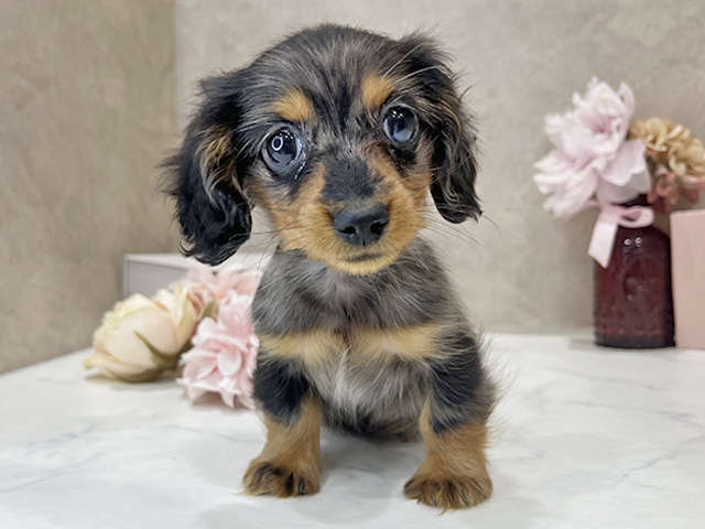 東京都のカニンヘンダックスフンド(ロング) (ペッツファースト新宿店/2025年12月23日生まれ/男の子/シルバーダップル)の子犬の1枚目の画像