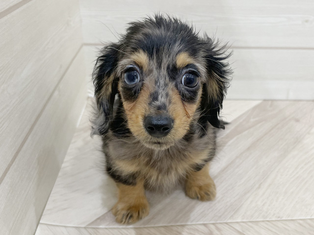 福岡県のカニンヘンダックスフンド(ロング) (ペッツファースト福岡天神店/2025年12月22日生まれ/男の子/シルバーダップル)の子犬の1枚目の画像