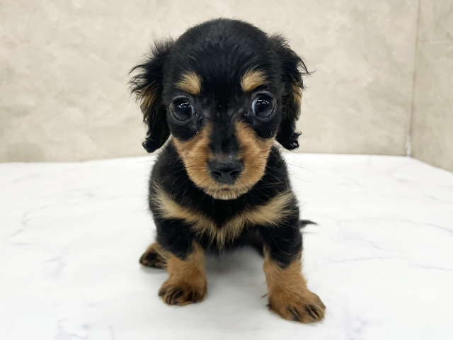 東京都のカニンヘンダックスフンド(ロング) (ペッツファースト八王子多摩美大前店/2025年12月22日生まれ/女の子/ブラックタン)の子犬の1枚目の画像