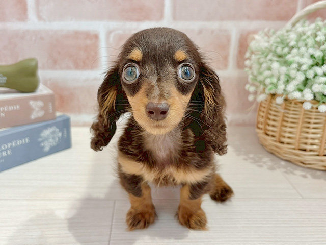 東京都のカニンヘンダックスフンド(ロング) (ペッツファースト自由が丘店/2025年12月23日生まれ/女の子/チョコレートタン)の子犬の1枚目の画像