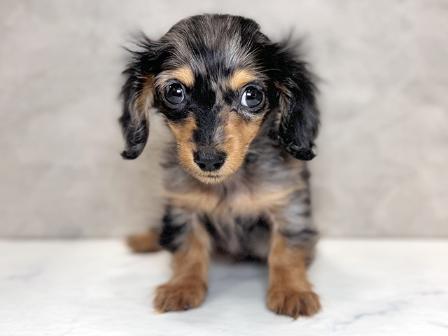 カニヘンダックスフンド