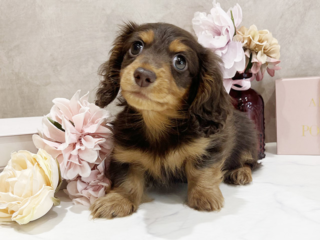 東京都のカニンヘンダックスフンド(ロング) (ペッツファースト新宿店/2025年12月23日生まれ/男の子/チョコレートタン)の子犬の1枚目の画像