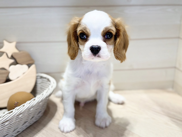 群馬県のキャバリアキングチャールズスパニエル (ペッツファースト高崎店/2025年12月23日生まれ/男の子/ブレンハイム)の子犬の1枚目の画像