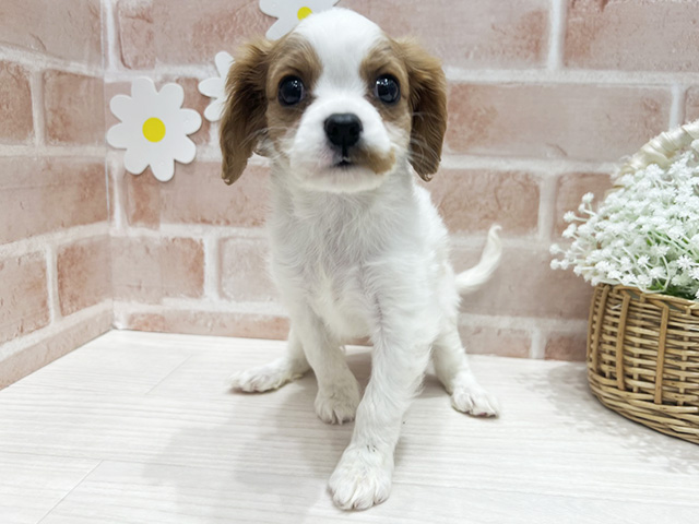 福岡県のキャバリアキングチャールズスパニエル (ペッツファースト筑紫野店/2025年12月23日生まれ/女の子/ブレンハイム)の子犬の1枚目の画像