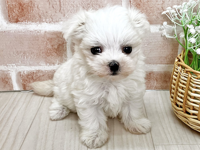 埼玉県のマルチーズ (ペッツファースト川越店/2025年12月23日生まれ/女の子/ホワイト)の子犬の1枚目の画像