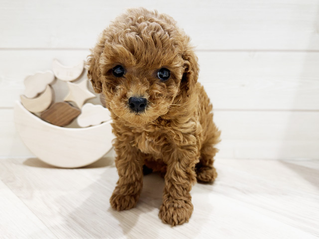 千葉県のトイプードル(トイ) (ペッツファーストおゆみ野店/2025年12月22日生まれ/女の子/レッド)の子犬の1枚目の画像