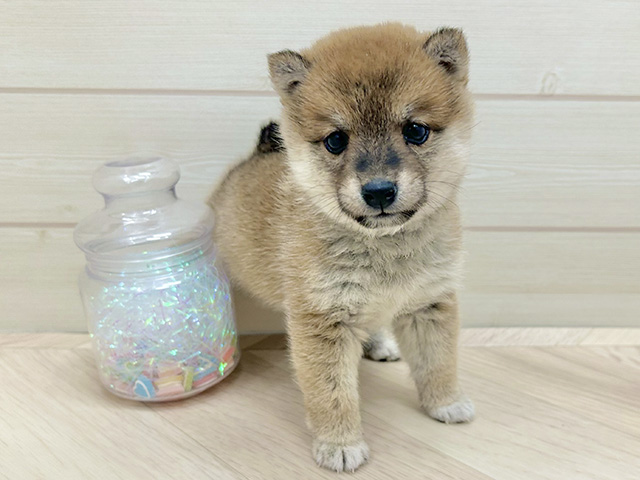 大阪府の豆柴 (ペッツファーストららぽーと門真店/2025年12月23日生まれ/女の子/赤)の子犬の1枚目の画像