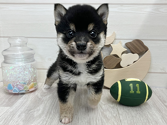 愛知県の豆柴 (ペッツファースト大高店/2025年12月23日生まれ/男の子/黒)の子犬