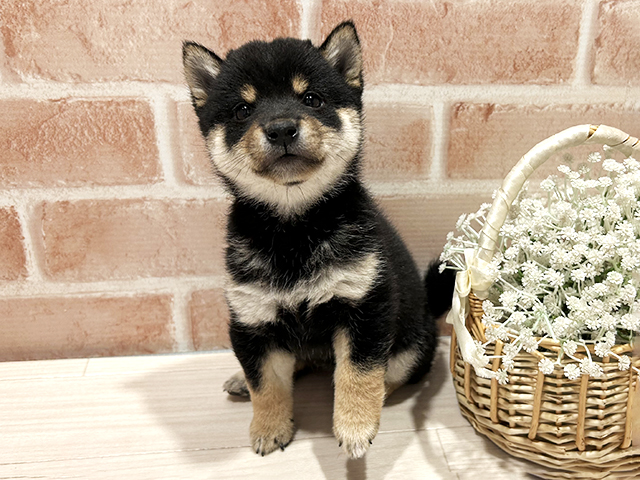 東京都の豆柴 (ペッツファースト町田店/2025年12月23日生まれ/女の子/黒)の子犬