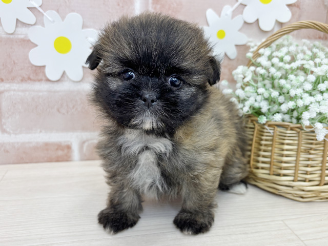 鹿児島県のポメズー/ポメシーズ(ポメラニアン×シーズー) (ペッツファースト鹿児島店/2025年12月22日生まれ/女の子/レッドホワイト)の子犬の1枚目の画像