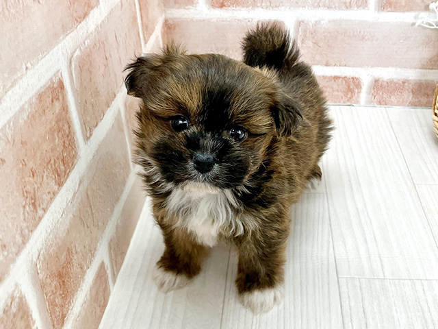 シーズーミックス