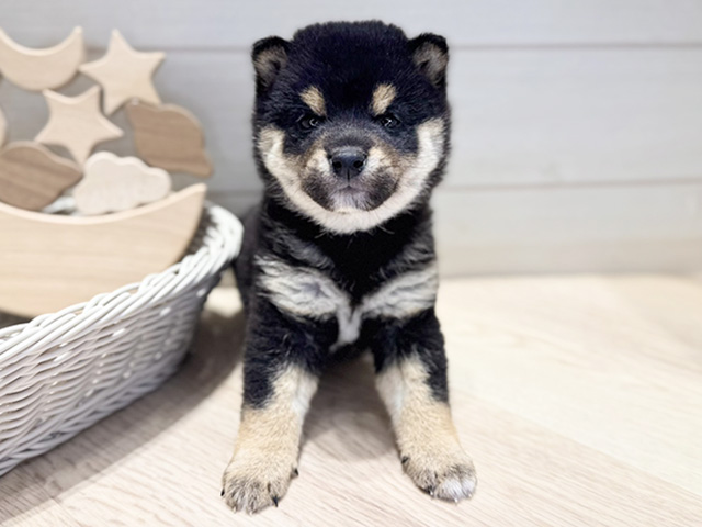 群馬県の豆柴 (ペッツファースト高崎店/2025年12月23日生まれ/男の子/黒)の子犬の1枚目の画像