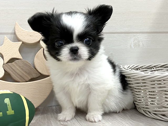 愛知県のチワペキ/ペキチー/ペキチワ(チワワ×ペキニーズ) (ペッツファースト大高店/2025年12月23日生まれ/女の子/ブラックホワイト)の子犬の1枚目の画像