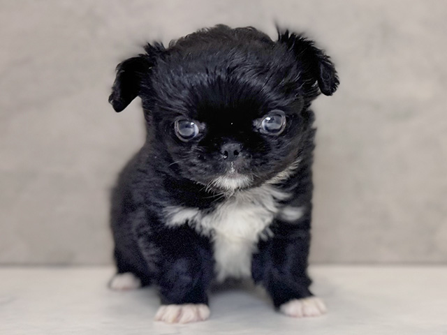 埼玉県のチワペキ/ペキチー/ペキチワ(チワワ×ペキニーズ) (ペッツファーストPETEMOレイクタウンmori店/2025年12月23日生まれ/男の子/ブラックホワイト)の子犬の1枚目の画像