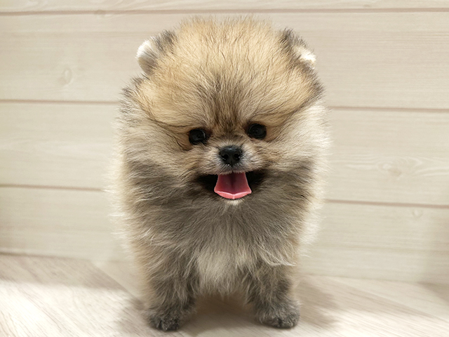 ポメラニアン