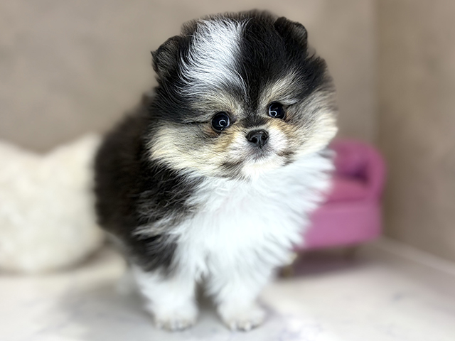 大阪府のポメラニアン (ペッツファースト茶屋町店/2025年12月22日生まれ/男の子/ブラックタンホワイト)の子犬の1枚目の画像