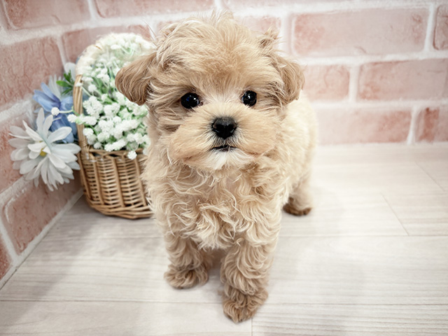 千葉県のマルプー(マルチーズ×プードル) (ペッツファースト千葉ニュータウン店/2025年12月23日生まれ/男の子/アプリコット)の子犬