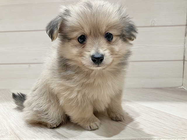 東京都のポメックス(ポメラニアン×ダックス) (ペッツファースト豊洲店/2025年12月23日生まれ/男の子/シェーデットレッド)の子犬の1枚目の画像