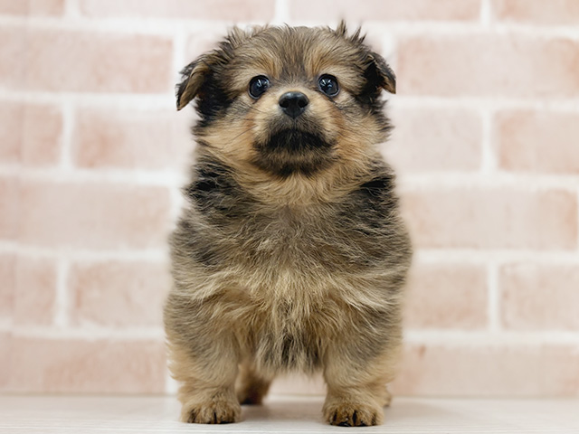 ミニチュアダックスフンドミックス