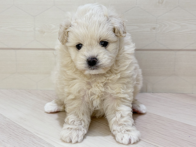 埼玉県のポメプー(ポメラニアン×プードル) (ペッツファーストレイクタウン店/2025年12月23日生まれ/女の子/クリーム)の子犬の1枚目の画像