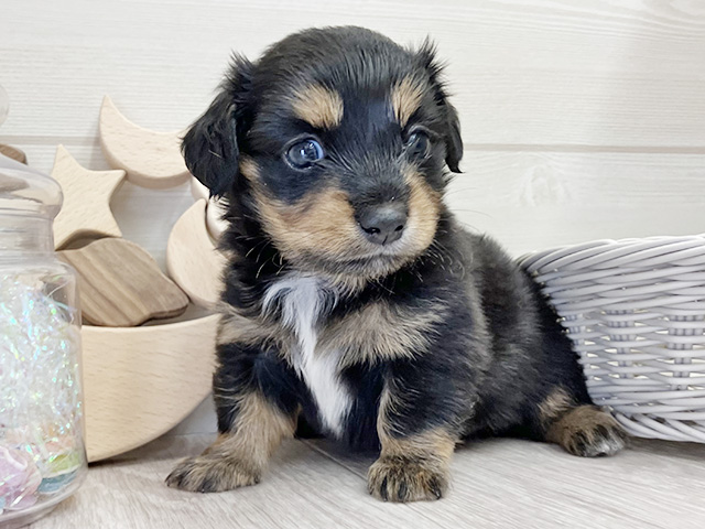 愛知県のチワックス(チワワ×ダックス) (ペッツファースト大高店/2025年12月23日生まれ/男の子/ブラックタン)の子犬