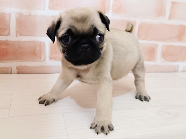 パグ, 性別 男の子, 誕生日 2025/12/23, 毛色 フォーン, 出身 東京都, 店舗 春日部店(埼玉県), お問い合わせ番号 600878135