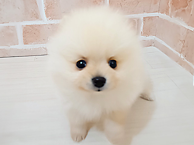 埼玉県のポメラニアン (ペッツファースト春日部店/2025年12月25日生まれ/女の子/オレンジ)の子犬の1枚目の画像