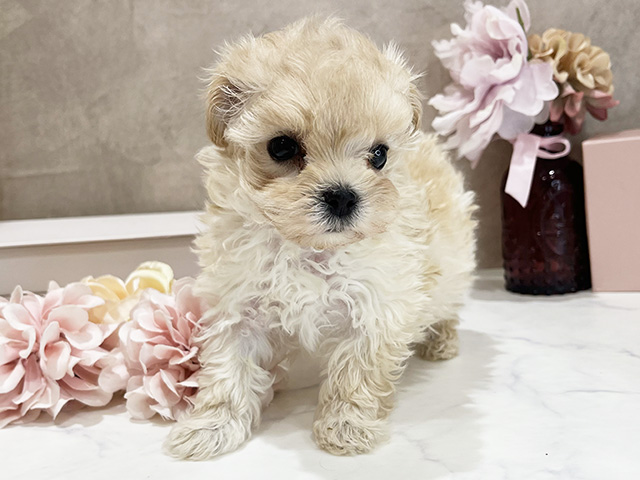 マルプー, 性別 女の子, 誕生日 2025/12/22, 毛色 アプリコット, 出身 栃木県, 店舗 新宿店(東京都), お問い合わせ番号 2510222