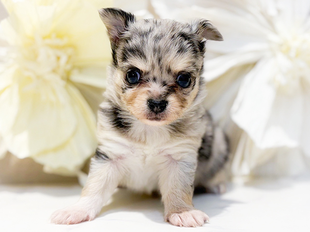 東京都のチワワ(ロング) (ペッツファースト恵比寿店/2025年12月24日生まれ/女の子/ブルーマール)の子犬の1枚目の画像