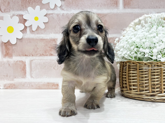 カニヘンダックスフンド