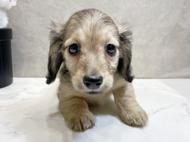 愛知県のカニンヘンダックスフンド(ロング) (ペッツファースト名古屋栄店/2025年12月24日生まれ/男の子/シェーデットイエロー)の子犬の1枚目の画像