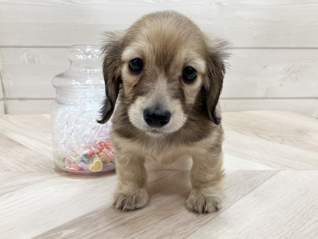 カニヘンダックスフンド