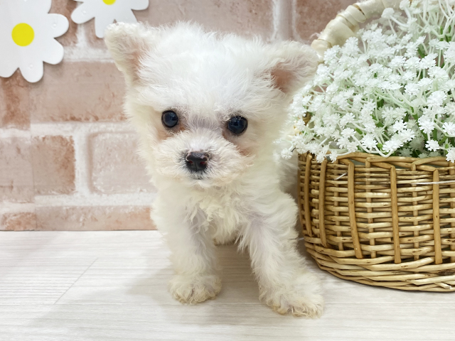 福岡県のビションフリーゼ (ペッツファースト筑紫野店/2025年12月24日生まれ/男の子/ホワイト)の子犬の1枚目の画像