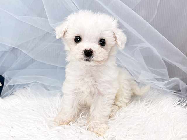 東京都のビションフリーゼ (ペッツファースト青山店/2025年12月24日生まれ/女の子/ホワイト)の子犬の1枚目の画像