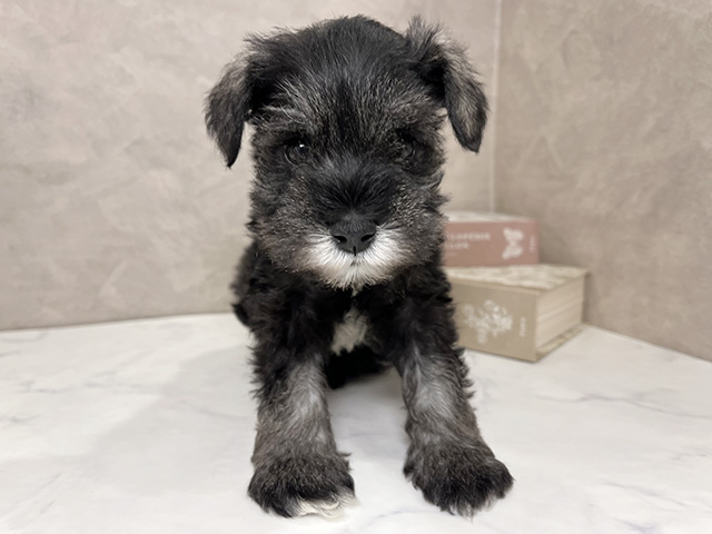 東京都のミニチュアシュナウザー (ペッツファースト武蔵小山店/2025年12月23日生まれ/男の子/ソルトペッパー)の子犬の1枚目の画像