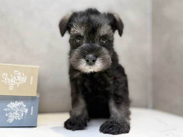 埼玉県のミニチュアシュナウザー (ペッツファースト川口店/2025年12月23日生まれ/男の子/ソルトペッパー)の子犬の1枚目の画像