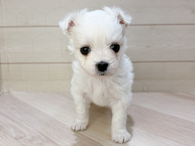 埼玉県のチワマル/マルチワ(チワワ×マルチーズ) (ペッツファーストレイクタウン店/2025年12月24日生まれ/男の子/ホワイト)の子犬